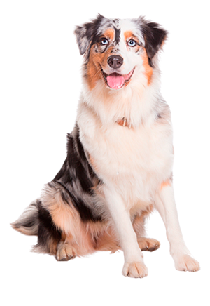 Australian Shepherd