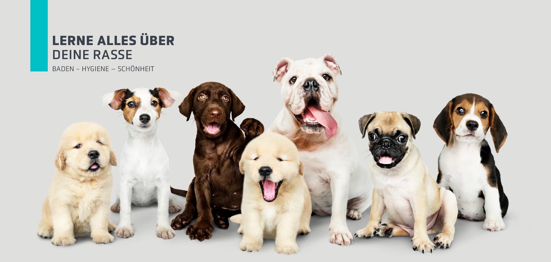 Kaufen Sie nach Hunderasse