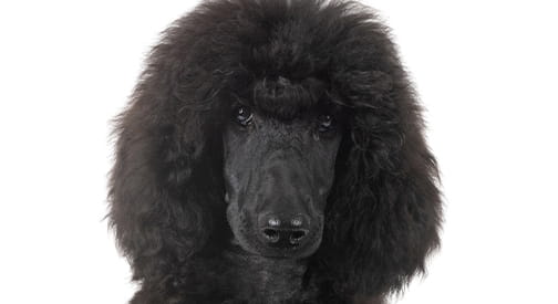 Barbone Gigante Nero Barbone Gigante Nero