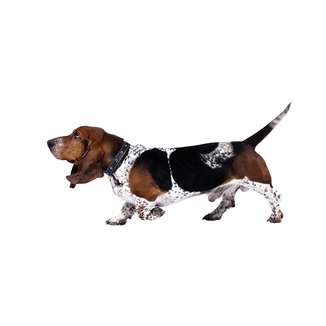 Basset Hound