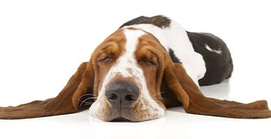 basset hound cepillado y corte