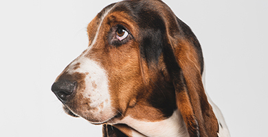 basset hound higiene