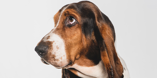 basset hound higiene