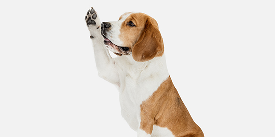 Tazza In Ceramica Beagle Je Laville - Stampata In Francia, Idea Regalo
