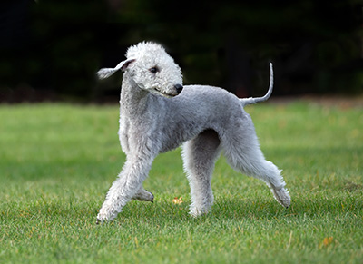 Bedlington Terrier ba&ntilde;o