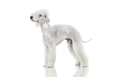 Bedlington Terrier cepillado y corte