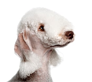 caracteristicas del Bedlington Terrier
