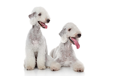 Bedlington Terrier higiene