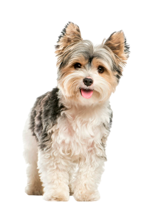 Biewer Terrier