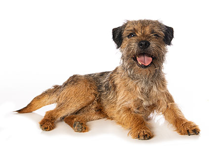 border terrier higiene