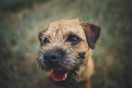 border terrier ba&ntilde;o