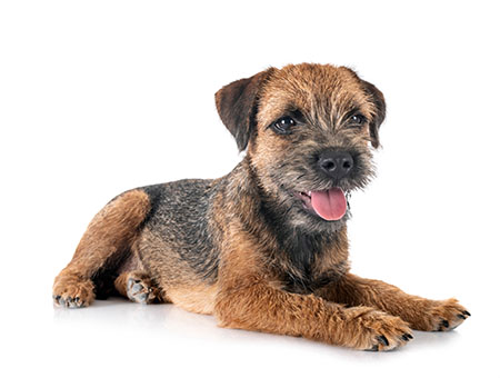 border terrier cepillado y corte