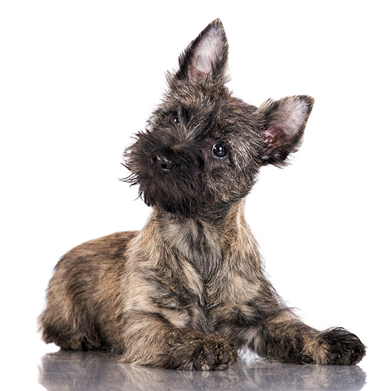 características del Cairn terrier