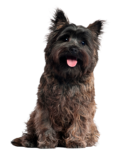 Cairn Terrier