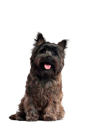 Cairn Terrier