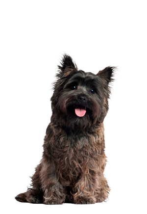 Cairn Terrier