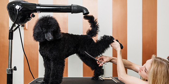 caniche gigante color cepillado y corte