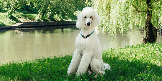 caniche gigante blanco