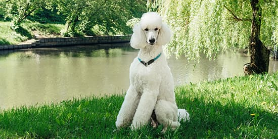 Barbone Gigante Bianco en la naturaleza Barbone Gigante Bianco en la naturaleza