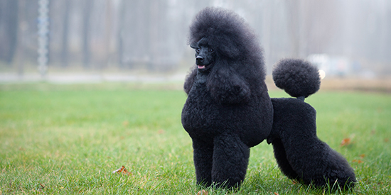 caniche mediano color cepillado y corte