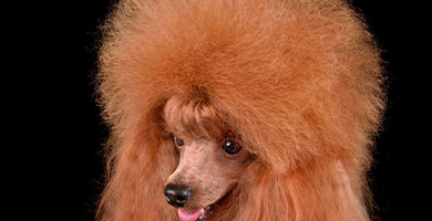 caniche toy o enano color cepillado y corte