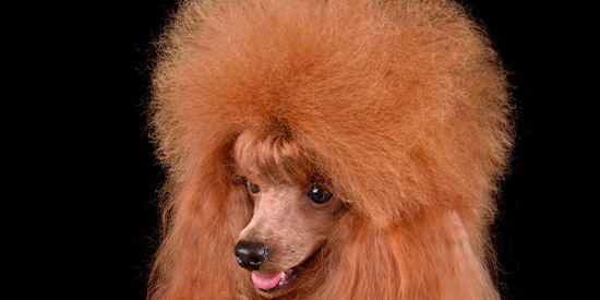 caniche toy o enano color cepillado y corte