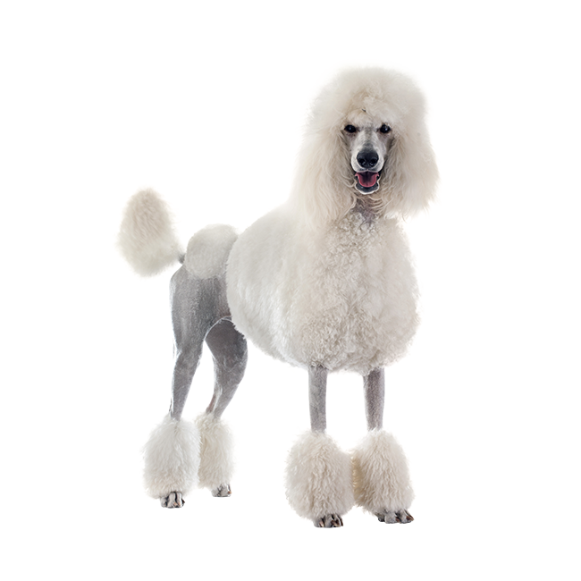 Caniche gigante blanco