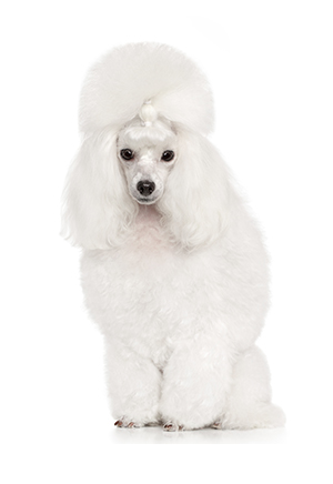 Caniche Mediano Blanco Caniche Mediano Blanco