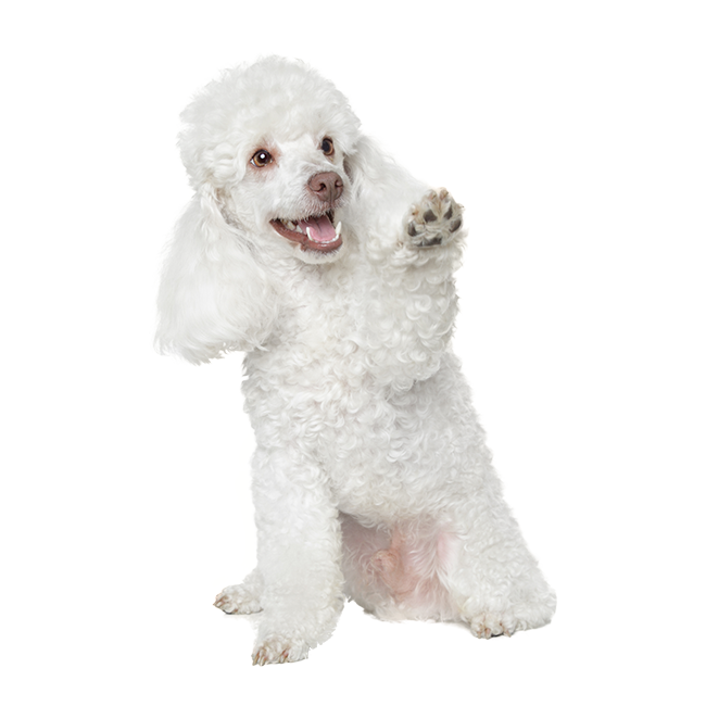 Caniche Mediano blanco Caniche Mediano blanco