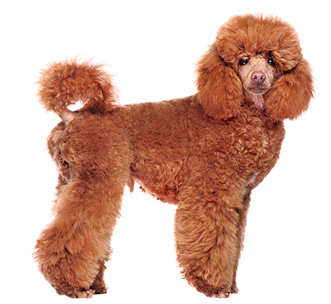 Caniche mediano Marrón Caniche mediano Marrón