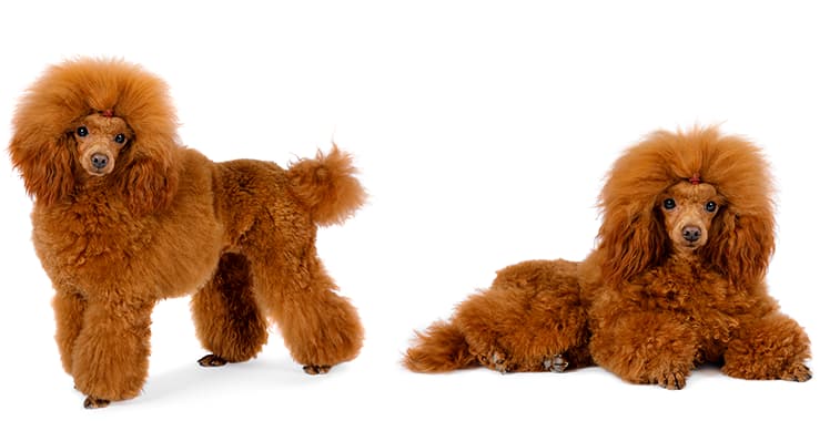 Caniches toy Apricot