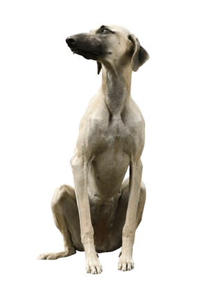 Galgo Arabe
