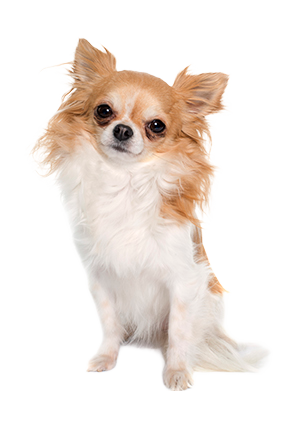 Chihuahua de pelo largo