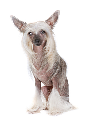 Care for Chinese Crested Dog brushing bathing and haircut