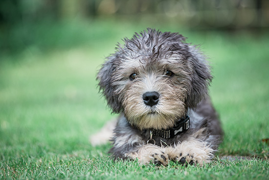 Dandie Dinmont Terrier higiene