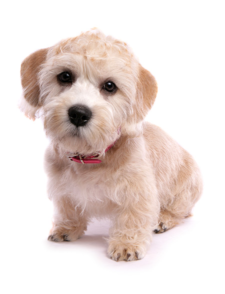 características del Dandie Dinmont Terrier