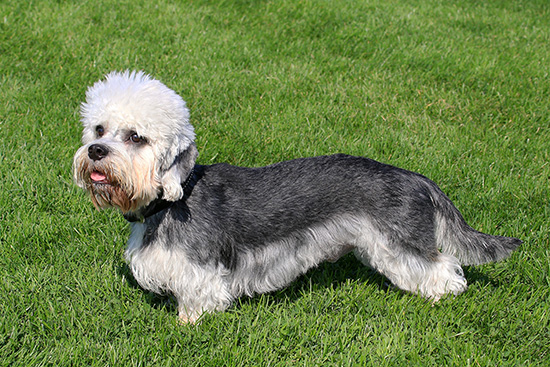 Dandie Dinmont Terrier cepillado y corte