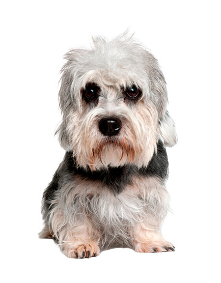 Dandie Dinmont Terrier