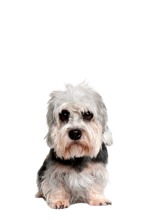 Dandie Dinmont Terrier Dandie Dinmont Terrier