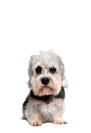 Dandie Dinmont Terrier