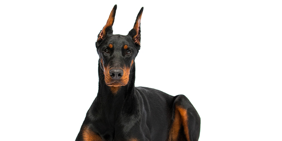 Care for Doberman Dog brushing bathing and haircut