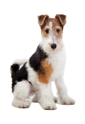 Fox Terrier Pelo Duro