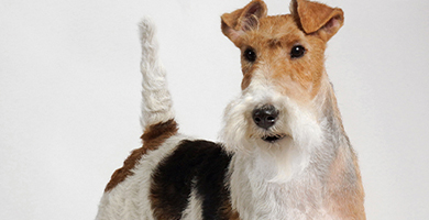 Fox terrier face best sale