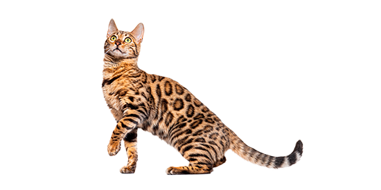 chihuahua cepillado y corte