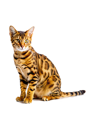Gato Bengal