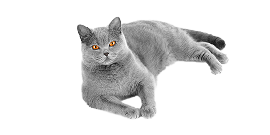 chihuahua cepillado y corte