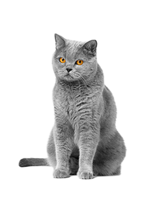 Gato British Shorthair