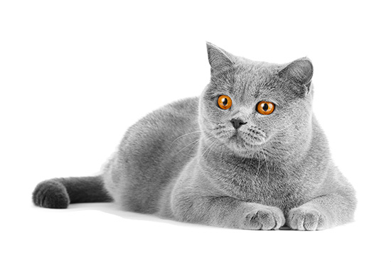 Como es el gato Gato British Shorthair