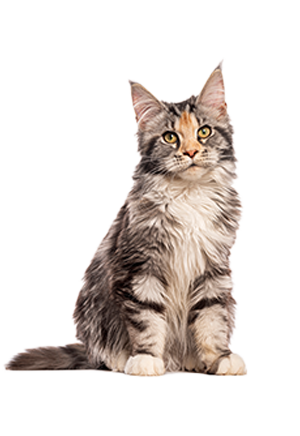 Gato Maine Coon