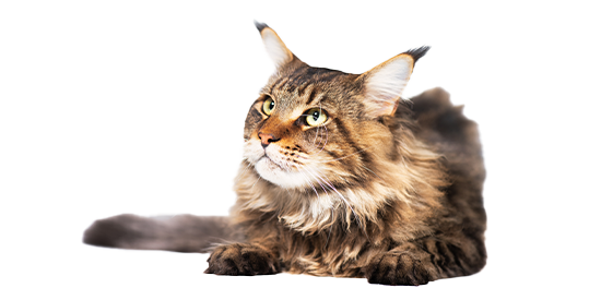 chihuahua cepillado y corte